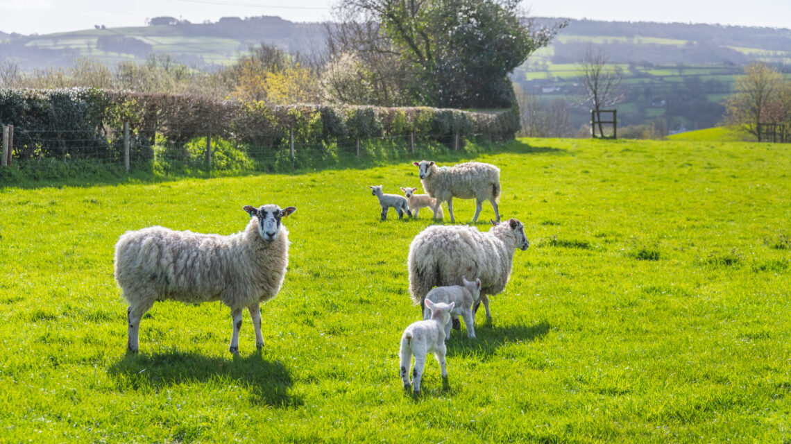Sheep in adjacent fileds